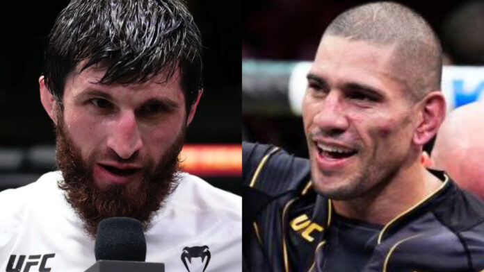 Magomed Ankalaev, Alex Pereira