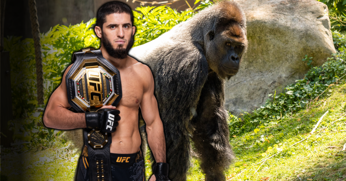 “Lock Him in with a Gorilla, The Gorilla Might Not Come Out”: Islam Makhachev’s Team Breaks Down Welterweight Move